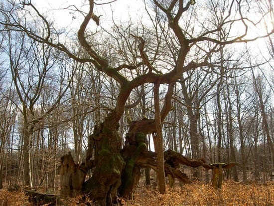γηραιότερο δέντρο