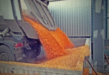 Κερδισμένο το ντόπιο καλαμπόκι από την απουσία των Βουλγάρων καλαμπόκι