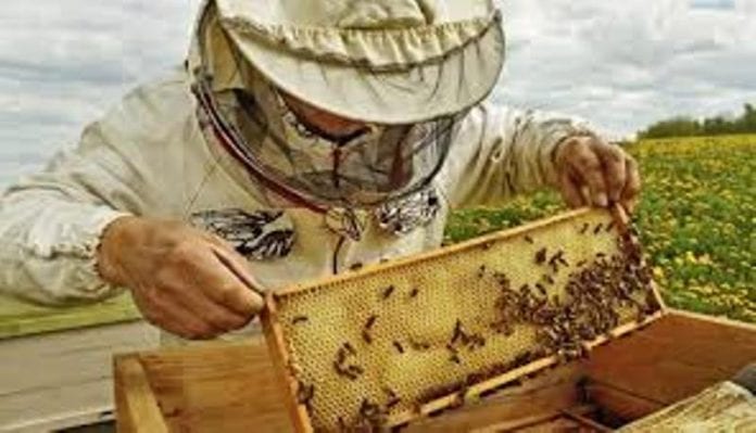 «Υποβολή αιτήσεων στο πλαίσιο υλοποίησης του serrespost μελισσοκομία