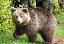 Δ.Σιντικής: Ανακοίνωση για τα περιστατικά εμφάνισης αρκούδας Δ.Σιντικής: Ανακοίνωση για τα περιστατικά εμφάνισης αρκούδας Δήμος Σερρών μέτρα προστασίας από αρκούδα μέτρα προφύλαξης σε περίπτωση εμφάνισης αρκούδας serrespost