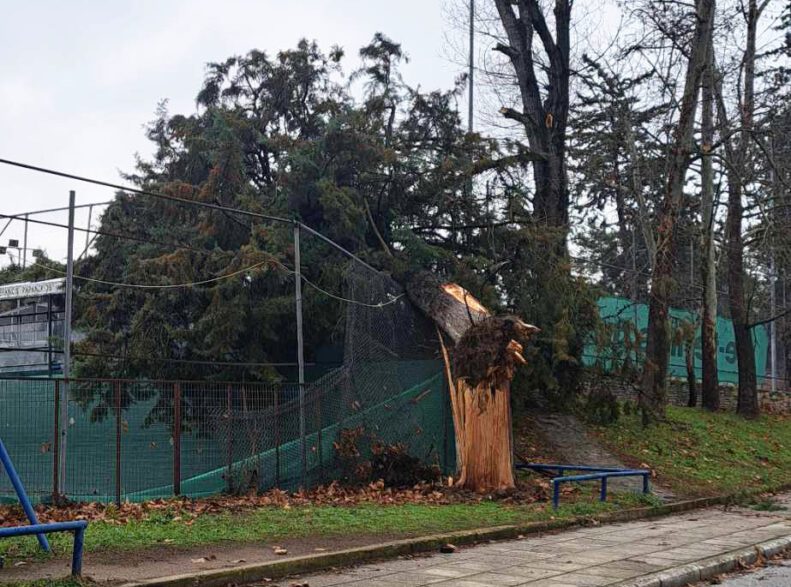 Σέρρες - Ξεριζώθηκαν δέντρα στην Κοιλάδα