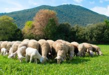 αιγοπροβατοτροφία