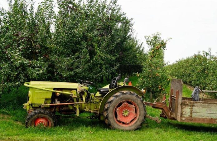 harvesting-fruits-in-the-largest-connected-fruit-growing-area-in-europe-hamburg-old-land-photo_2_2 harvesting