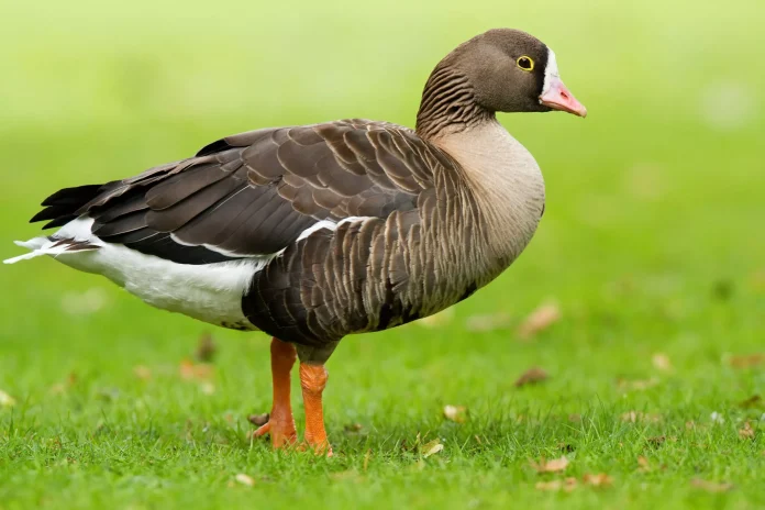 shutterstock_nanoxines