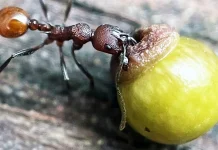 Η ανακάλυψη ενός 8χρονου αγοριού στον κήπο του άλλαξε κυριολεκτικά τη βιολογία για πάντα mirmigi