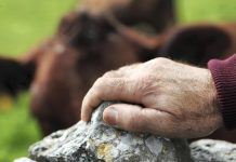 Ανοίγει παραθυράκι στους συνταξιούχους ξανά απ’ τη νέα ΚΑΠ με άμεσες ενισχύσεις μέσω μικροκαλλιεργητών. farmer