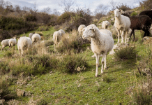 Άμεσα οι πίνακες στην εξισωτική, ακολουθούν ενστάσεις για οκτώ ημέρες EXIS