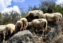 Στα 84 εκατ. ευρώ αυξάνεται η συνολική αποζημίωση στους κτηνοτρόφους που επλήγησαν από την ευλογιά evlogia