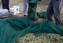 Αναβάλλονται τα ψηφιακά δελτία αποστολής για τους ελαιοπαραγωγούς -Από την 1η Μαΐου 2026 η Α’ φάση εφαρμογής του μέτρου elies