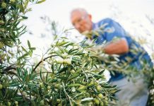 Πριμ στην ελιά και στα ακτινίδια για φυτεύσεις elies