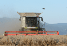 Εγκρίθηκε αναδιανομή για τις συνδεδεμένες 2026, με αύξηση μπάτζετ για σκληρό, ψυχανθή, αιγοπρόβατα synd