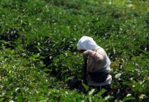ΑΑΔΕ: Ξεκινά η υποβολή ενδικοφανών προσφυγών για αγροτικές ενισχύσεις του 2025 agrotikes_kalliergeies