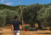Εξετάζεται εκ νέου η ένταξη της ελιάς στις συνδεδεμένες στο σχεδιασμό της νέας ΚΑΠ, εμπόδιο στέκει το πρόγραμμα των ΟΕΦ elia_23