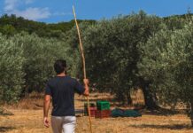 Εξετάζεται εκ νέου η ένταξη της ελιάς στις συνδεδεμένες στο σχεδιασμό της νέας ΚΑΠ, εμπόδιο στέκει το πρόγραμμα των ΟΕΦ elia_23